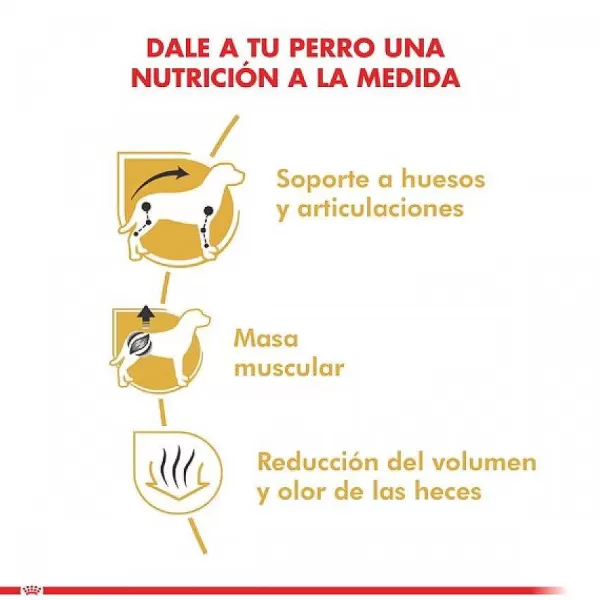 Adulto Dachshund Alimento Para Perro>Royal Canin Cheap