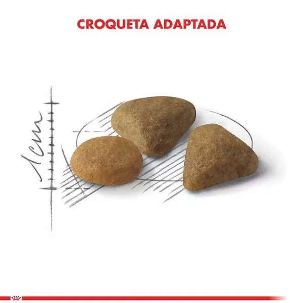 Adulto Exigent Alimento Para Gato>Royal Canin Best Sale