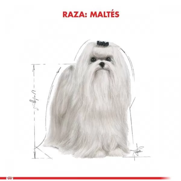 Adulto Maltes Adult Alimento Para Perro>Royal Canin Cheap