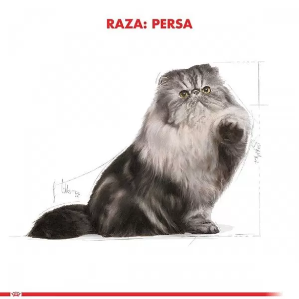 Adulto Persian 1.5 Kg Alimento Para Gato>Royal Canin Discount