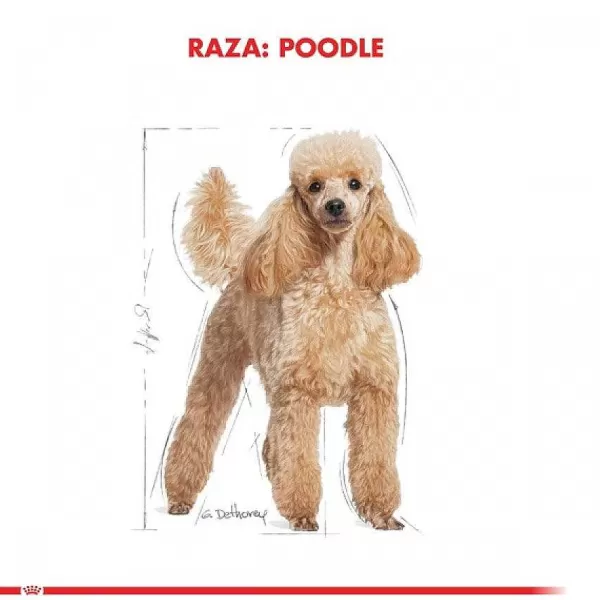 Adulto Poodle Adult Alimento Para Perro>Royal Canin Store