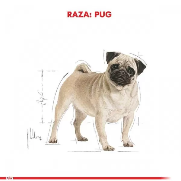 Adulto Pug Adult 2.5 Kg Alimento Para Perro>Royal Canin Clearance