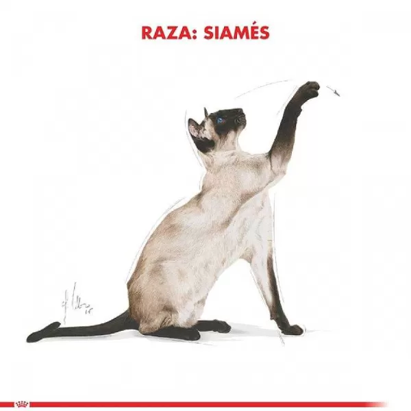 Adulto Siamese 1.5 Kg Alimento Para Gato>Royal Canin Fashion