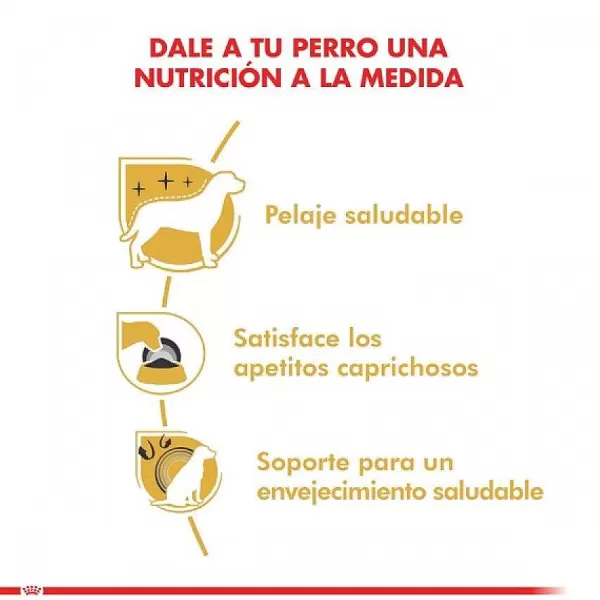 Adulto Yorkshire Terrier Adult Alimento Para Perro>Royal Canin Online