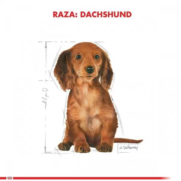 Cachorro Dachshund Junior Alimento Para Perro>Royal Canin Clearance