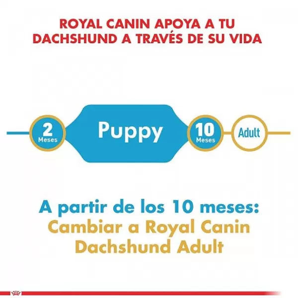Cachorro Dachshund Junior Alimento Para Perro>Royal Canin Clearance