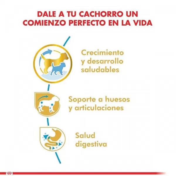 Cachorro Dachshund Junior Alimento Para Perro>Royal Canin Clearance