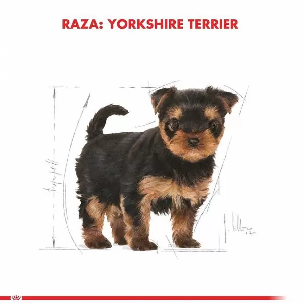 Cachorro Yorkshire Terrier Junior Alimento Para Perro>Royal Canin Best Sale